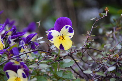 Close-up of purple flowering plants