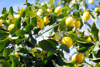 Ripe lemons on tree