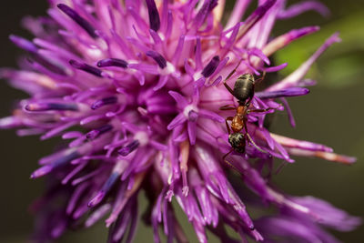 Close-up of insect on purple flower