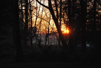 Silhouette trees in forest during sunset