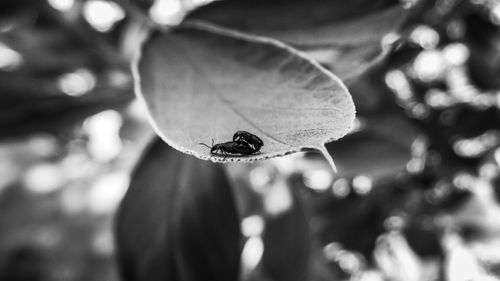 Close-up of butterfly on leaf