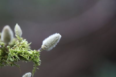 Close-up of white flower plant