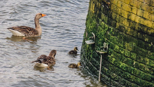 Ducks swimming in lake