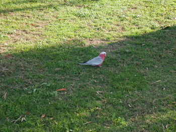 High angle view of pigeon on field