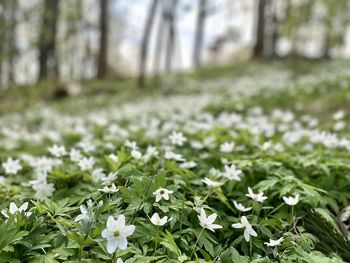 Close-up of white flowering plants on field