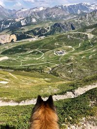 Dog looking at mountains