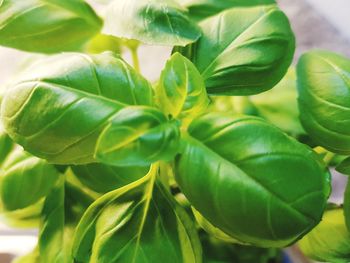 Close-up of fresh green leaves