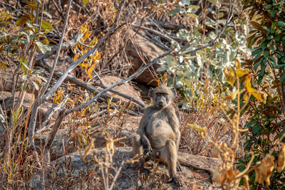 Squirrel on land in forest