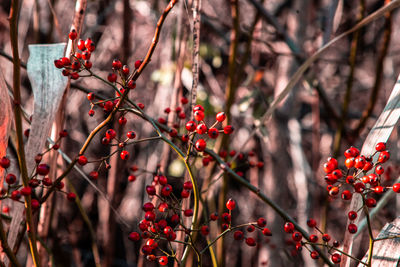 Close-up of red berries on tree