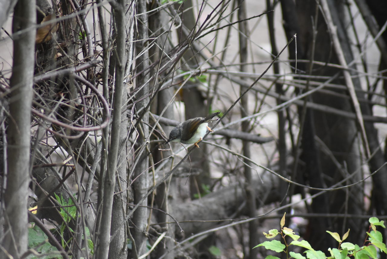 VIEW OF BIRD PERCHING ON BRANCH