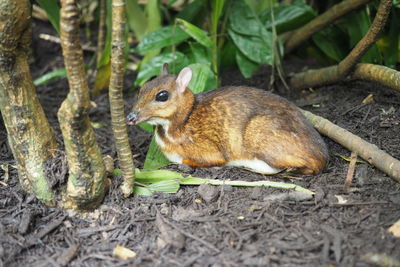 Squirrel in a forest