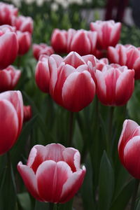 Close-up of tulips blooming outdoors