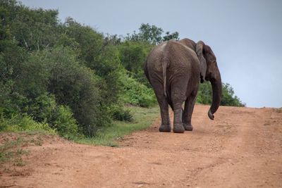 Elephant walking in a garden