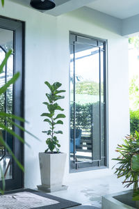 Potted plants on window of building