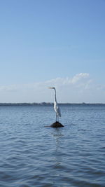 Bird in a sea