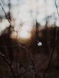 Close-up of bare tree branches