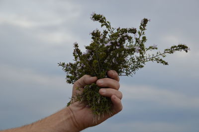 Cropped image of hand holding flower tree against sky