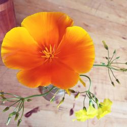 Close-up of yellow flower on table