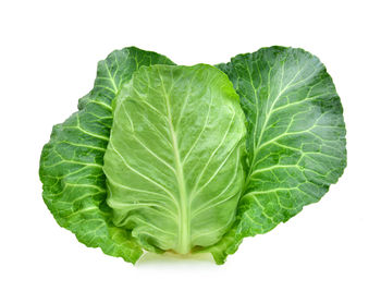 Close-up of green leaf against white background