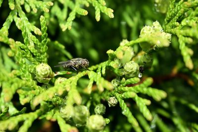 Close-up of insect on plant