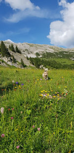 Scenic view of grassy field against sky