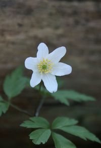 Close-up of white flowering plant