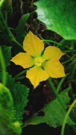 Close-up of yellow flowering plant