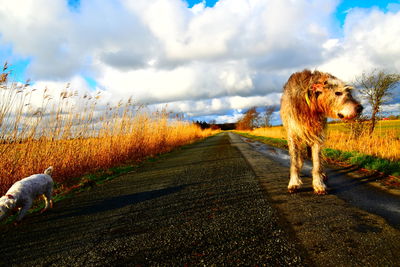 Dog walking on road amidst field against sky