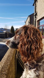 Close-up of dog against sky