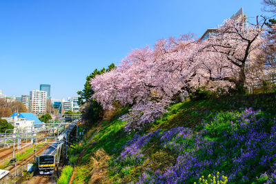 Cherry blossoms in city against clear sky