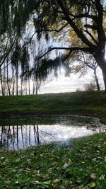 Scenic view of lake in forest