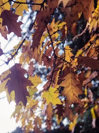 Close-up of maple leaves on tree