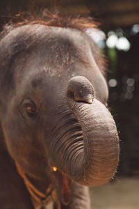 Close-up of elephant 
