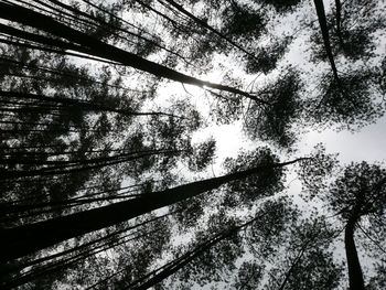 Low angle view of trees in forest against sky