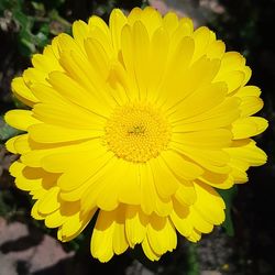 Close-up of yellow flowering plant