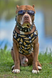 Close-up of a dog wearing sunglasses