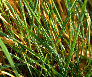 Full frame shot of plants on field