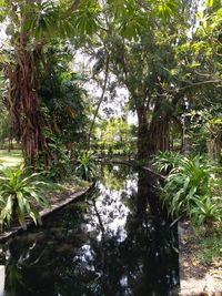 Scenic view of waterfall in forest