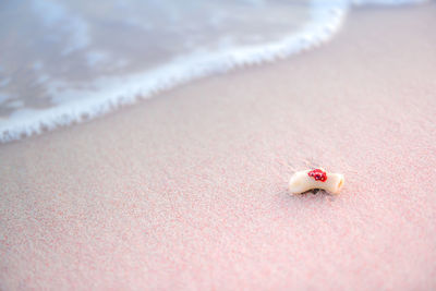 High angle view of insect on sand