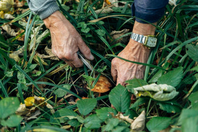 Midsection of man holding leaf in farm