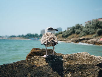 Seagull perching on rock at beach