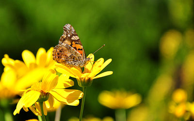 Close-up of butterfly on yellow flower