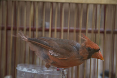 Close-up of cardinal in birdcage