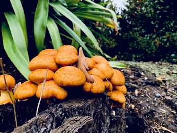 Close-up of mushrooms on field