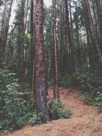 Trees in forest