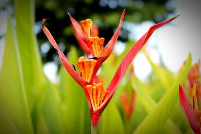 Close-up of bird of paradise blooming outdoors