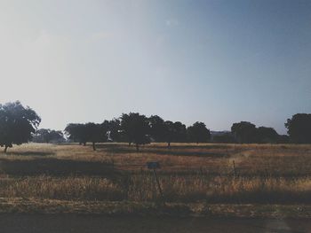 Scenic view of field against clear sky