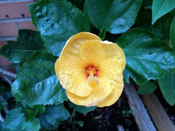 Close-up of yellow flower