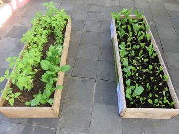 High angle view of potted plants growing in garden