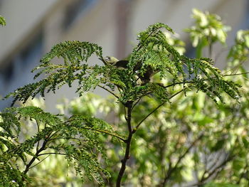 Close-up of plant